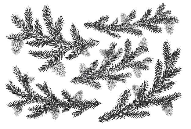 Premium Vector | Christmas tree and pine trees with cones hand drawn ...