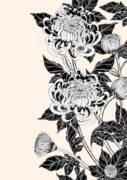 Download Premium Vector | Chrysanthemum flower by hand drawing