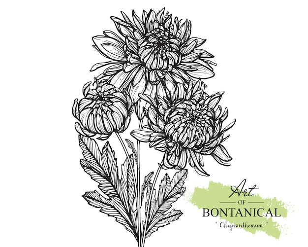 菊の葉と花の絵 ヴィンテージ手描き植物イラスト ベクター プレミアムベクター