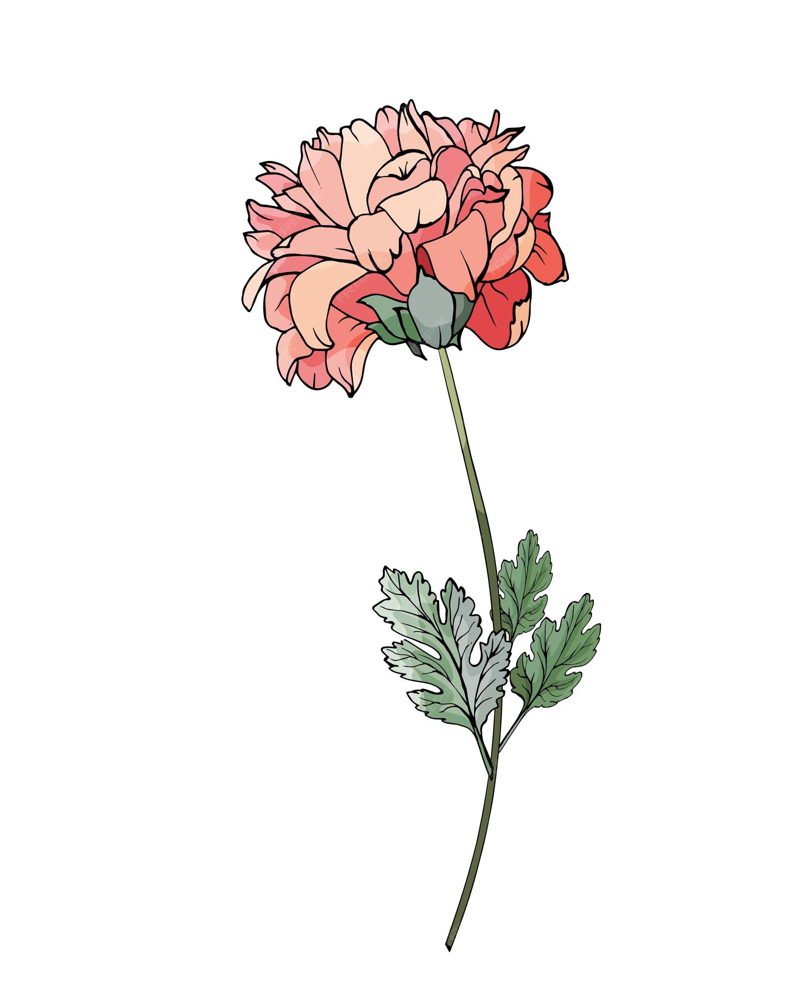 Premium Vector | Chrysanthemum. single pink flower on stem