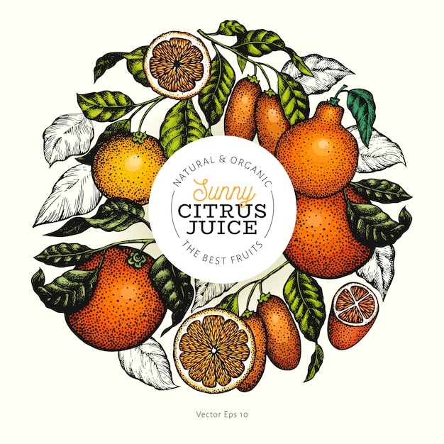 柑橘系のデザイン手描きの背景色フルーツイラスト 刻まれたスタイルレトロな柑橘系のフレーム プレミアムベクター
