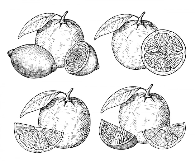 Premium Vector Citrus Fruit Hand Drawn