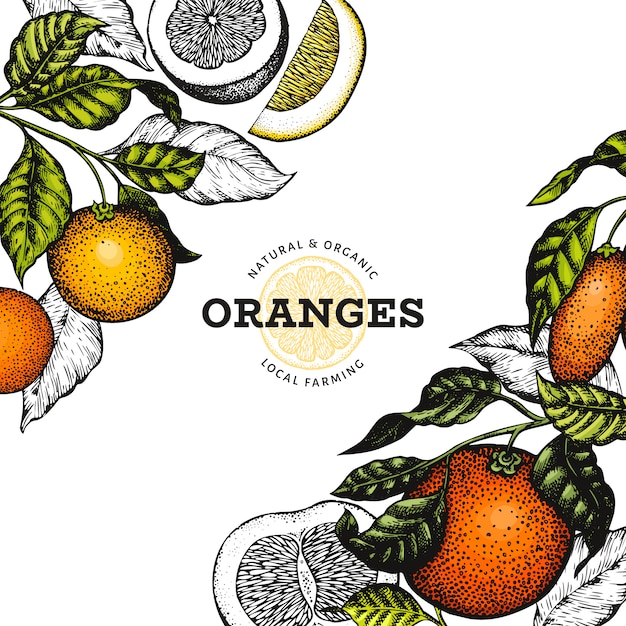 Download Premium Vector | Citrus fruits design template. hand drawn vector colour fruit illustration.