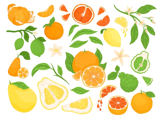 柑橘系の果物 レモン オレンジ グレープフルーツ ライムは緑の葉と白い背景のイラストのセットです 健康的で新鮮なフルーティーなトロピカルシトラスを半分にしたもので 食事とビタミンのためにスライスされています プレミアムベクター