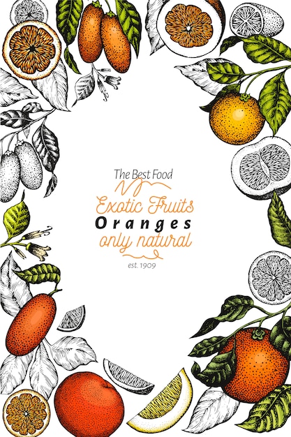 柑橘系の果物のテンプレートです 手描きカラーフルーツイラスト 刻まれたスタイルのフレーム ヴィンテージ柑橘類 プレミアムベクター