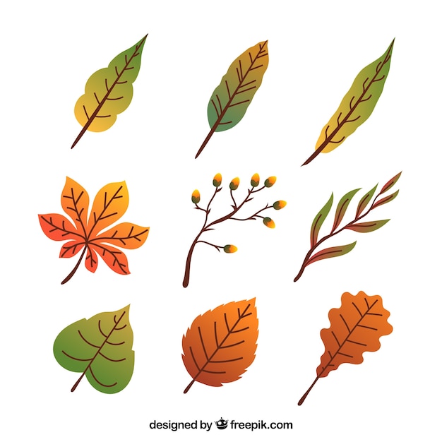 Free Vector | Classic pack of autumnal leaves