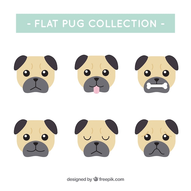 Classic pack of pugs faces