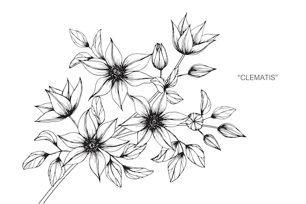 クレマチスの花を描くイラスト プレミアムベクター