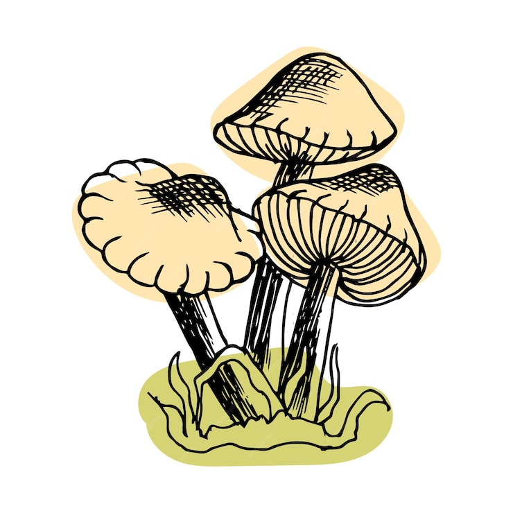 Premium Vector | Clip art, hand drawn mushrooms, line art with added color