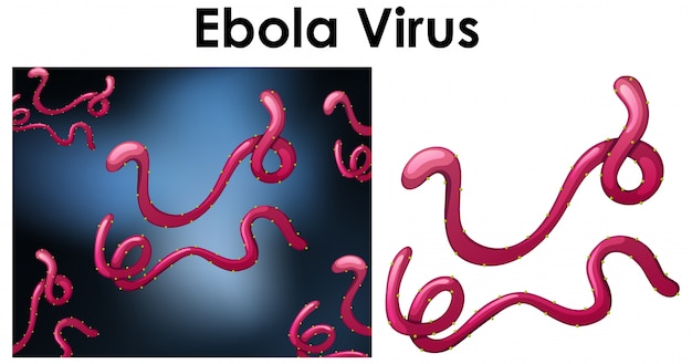 エボラウイルスという名前のウイルスの孤立したオブジェクトを閉じる 無料のベクター