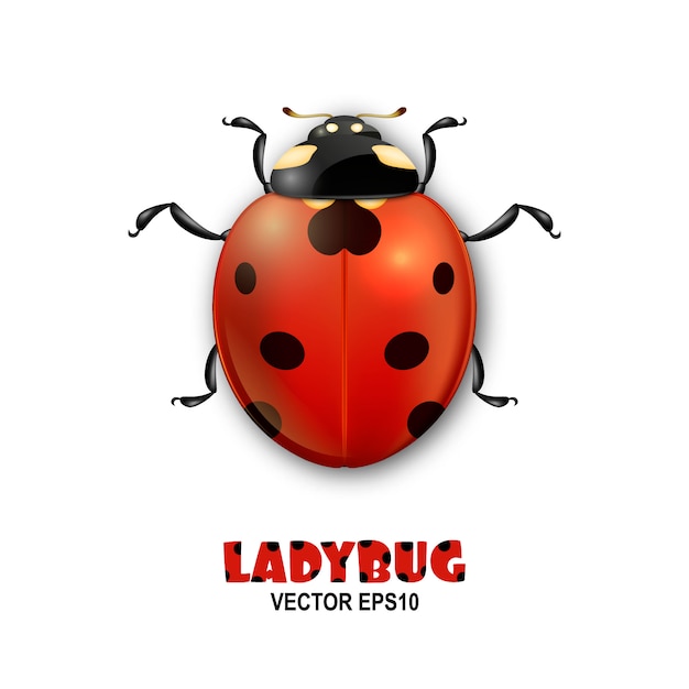 Download Premium Vector | Close-up realistic ladybug insect icon ...