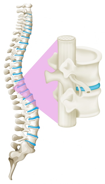 Close up spine bone | Premium Vector