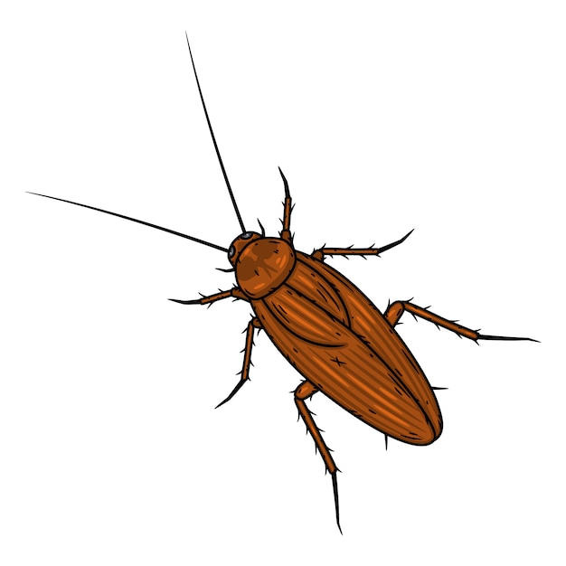 Premium Vector | Cockroach. illustration isolated on white background.