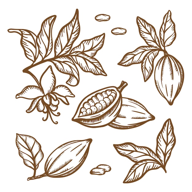 Premium Vector Cocoa Branches Sketch Fruit Seeds Leaves Branches Of Theobroma Tree Brown Monochrome Design In Vintage Style Hand Drawn Clip Art Illustration Set