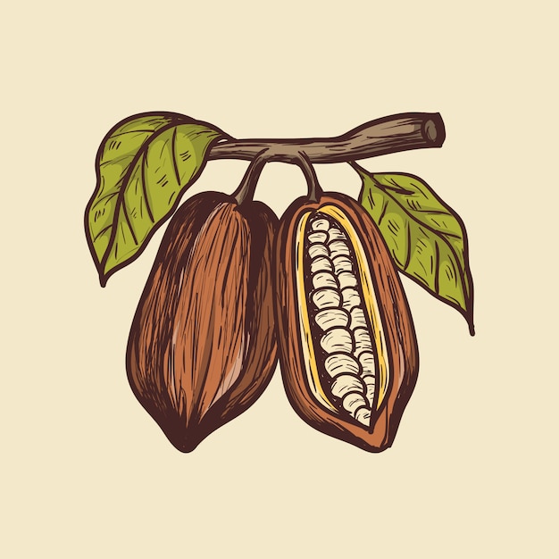 Premium Vector Cocoa hand drawing ilustration
