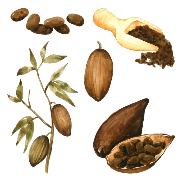 Premium Vector | Cocoa seed powder and leaf hand draw in watercolour