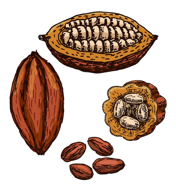 Premium Vector Cocoa superfood drawing set