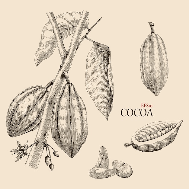 Premium Vector Cocoa tree hand drawing engraving style