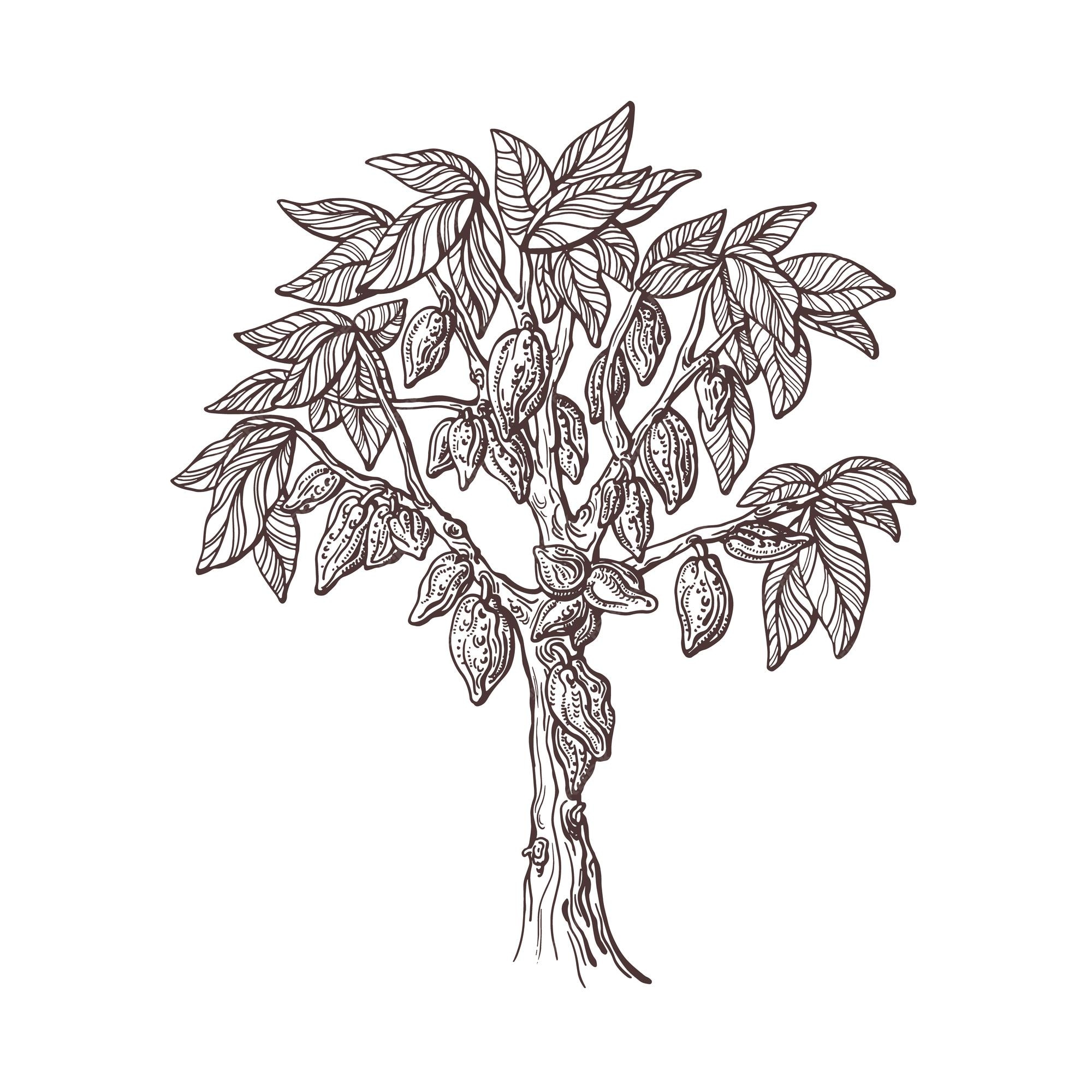 Premium Vector Cocoa tree with fruit seed planted hand drawn sketch