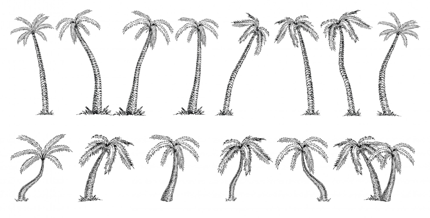 Premium Vector | Coconut palm tree cocos nucifera . palms big set ...