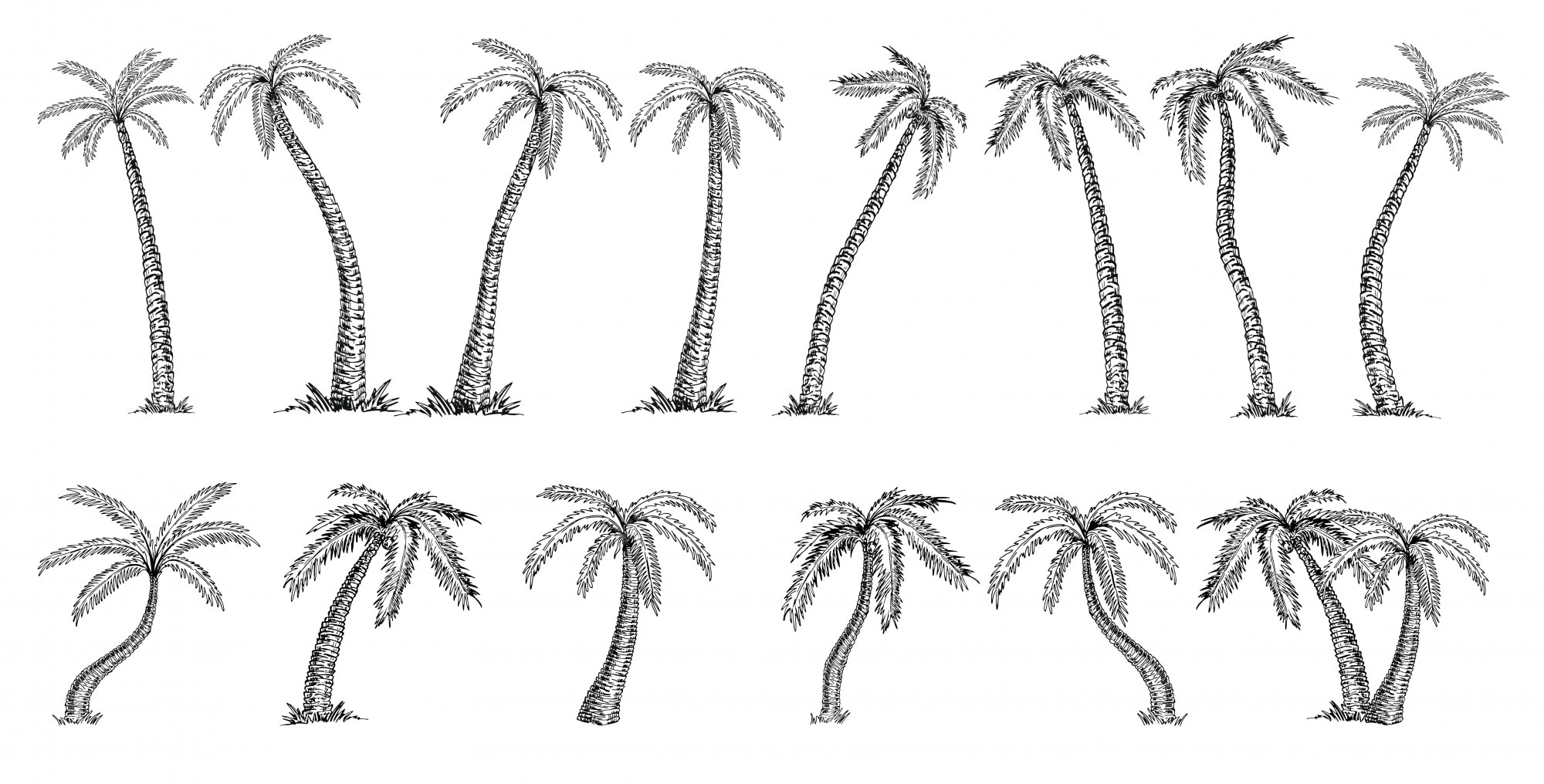 Coconut Palm Tree Cocos Nucifera Palms Big Set Sketch White Background 106796 462 ?w=2000