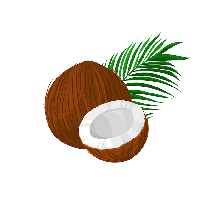 Premium Vector | Coconut with leaves