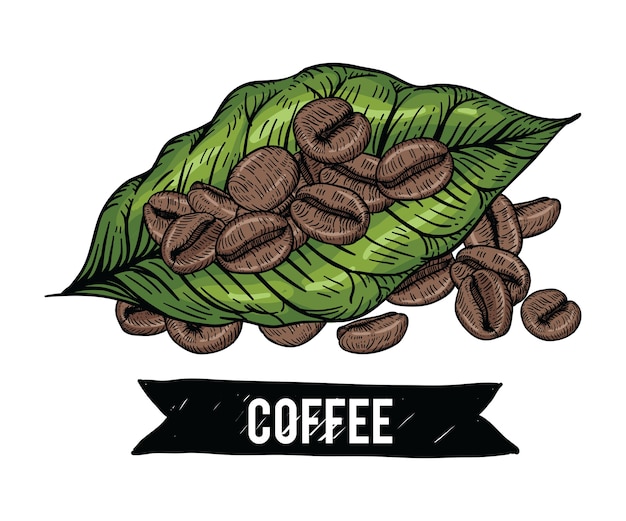 Premium Vector | Coffee beans drawings