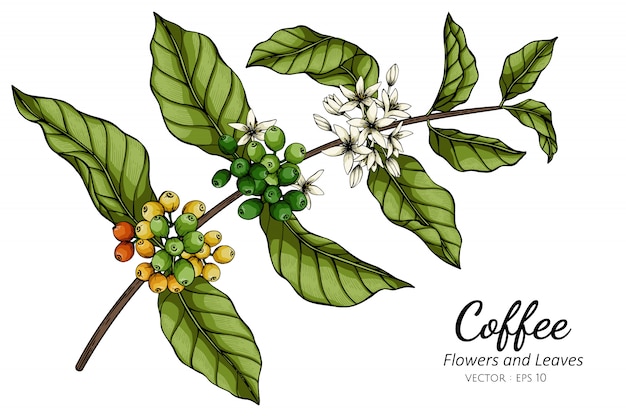 コーヒーの花と葉の白い背景の線画イラストを描きます プレミアムベクター