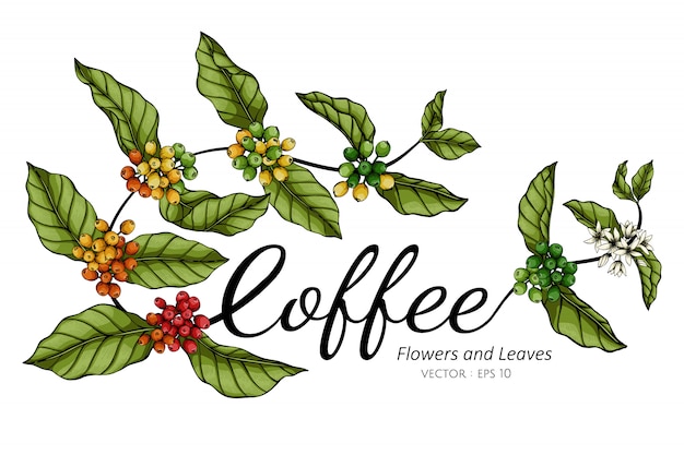 コーヒーの花と葉の白い背景の線画イラストを描きます プレミアムベクター