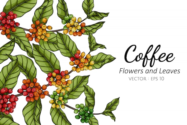 コーヒーの花と葉の白い背景のラインアートとイラストを描きます プレミアムベクター