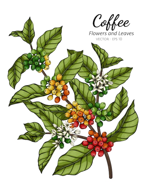 コーヒーの花と葉の白い背景のラインアートとイラストを描きます プレミアムベクター