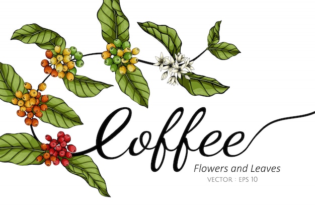 コーヒーの花と白のラインアートとイラストを描く葉 プレミアムベクター