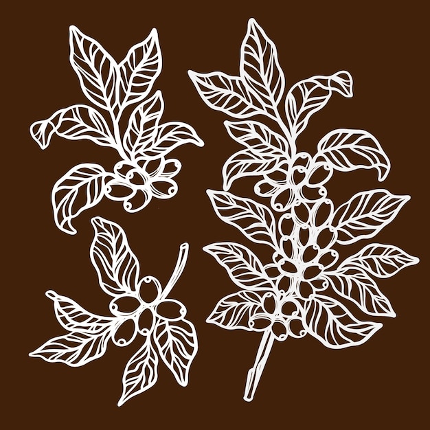 スケッチスタイルのコーヒー葉とベリーのイラストセットとコーヒーの木の枝 プレミアムベクター