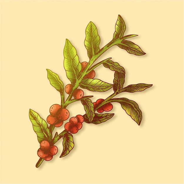 Premium Vector | Coffee plant