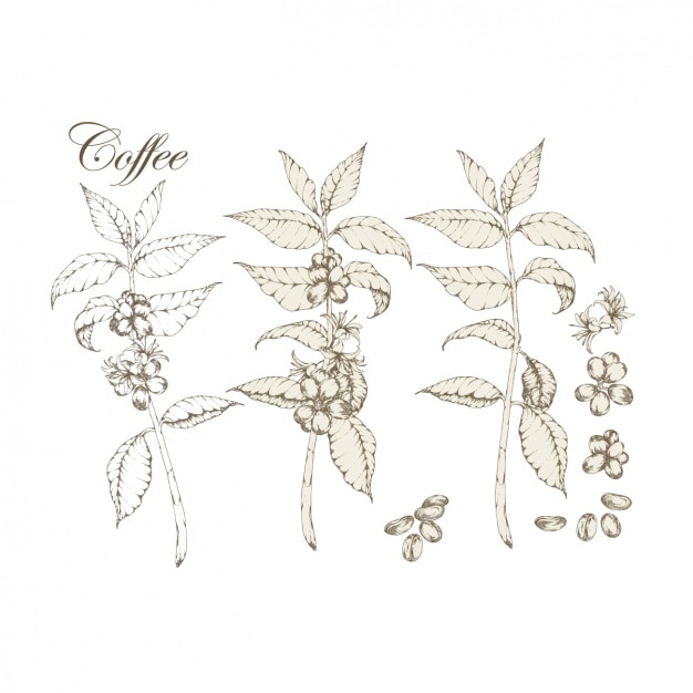 Featured image of post Coffee Plants Vector - Search for your perfect free coffee vector graphics through millions of free images from all over the internet.