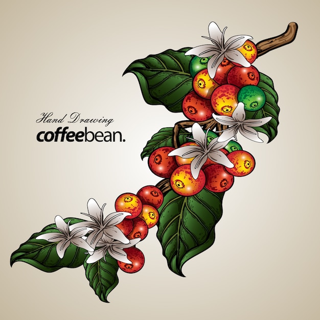 Premium Vector | Coffee tree illustration