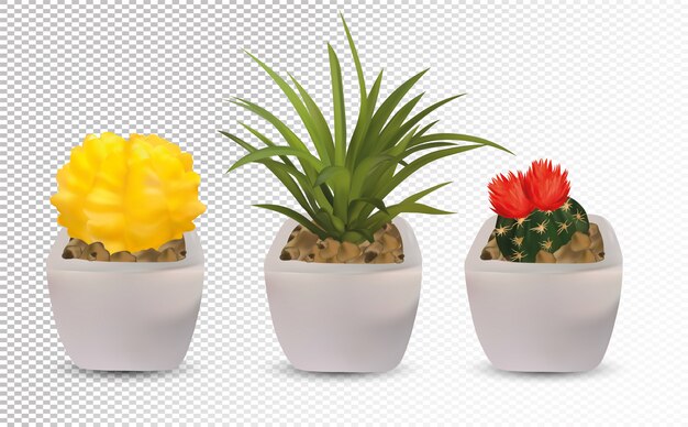 Download Collection 3d realistic cactus with flower. | Premium Vector