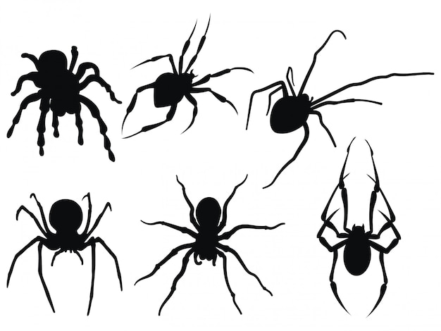 Collection of black and white spiders. | Premium Vector