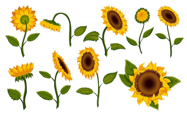 Download Premium Vector | Collection decorative sunflower blossom ...