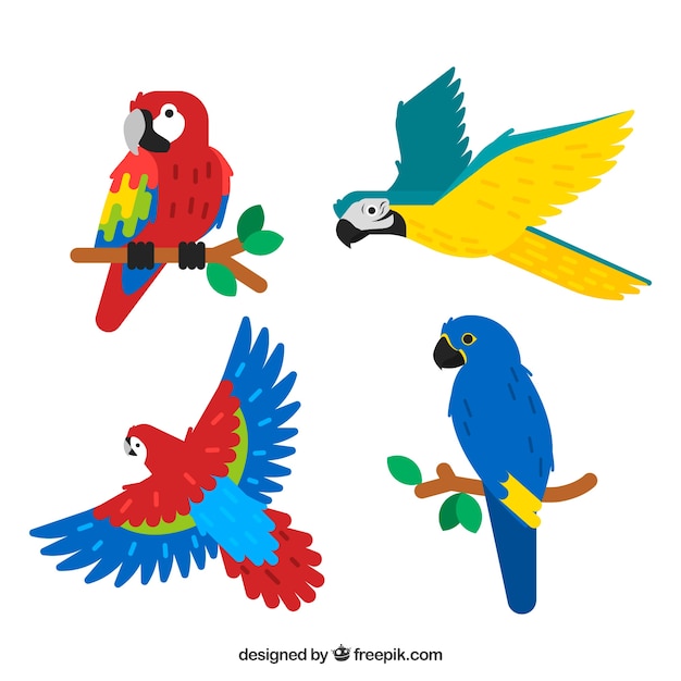 Download Collection of four tropical birds Vector | Free Download
