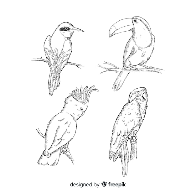 Free Vector | Collection of hand drawn exotic bird