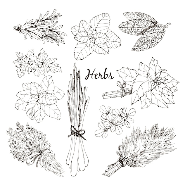 Premium Vector | Collection of herbs.