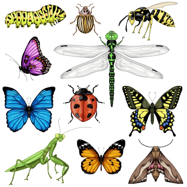 Premium Vector | Collection of insects illustrations isolated on white ...