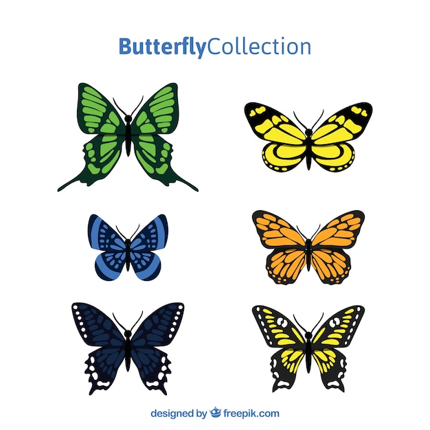 Collection of colorful butterflies