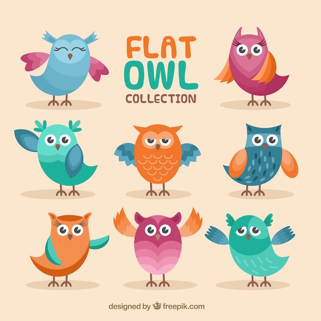 Collection of colorful owls in flat
design