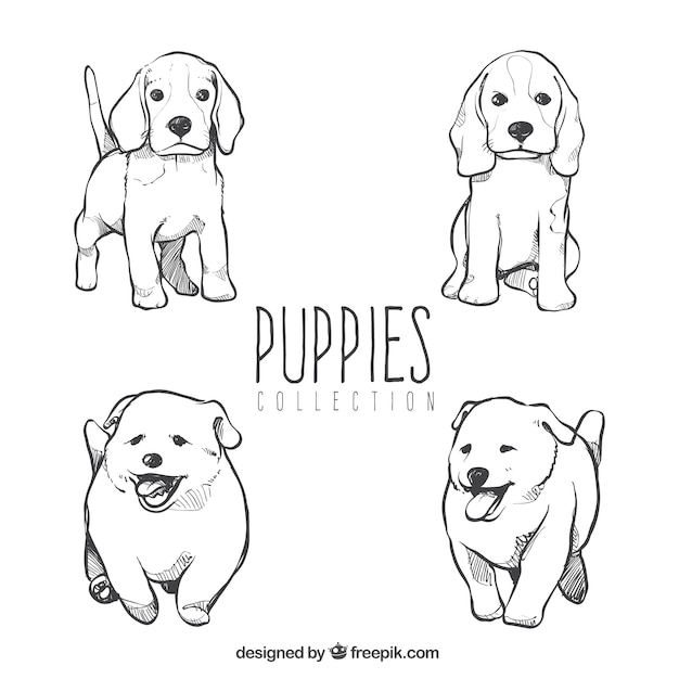 Collection of cute puppies