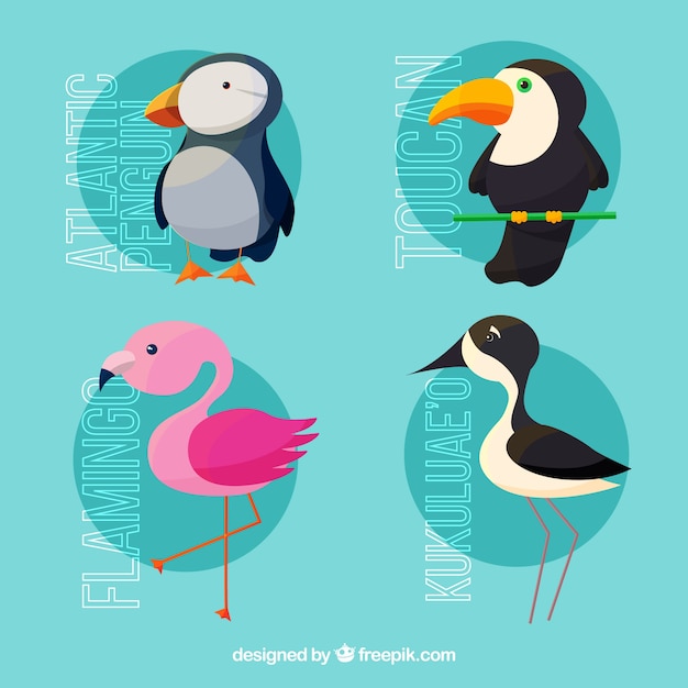 Collection of cute tropical birds