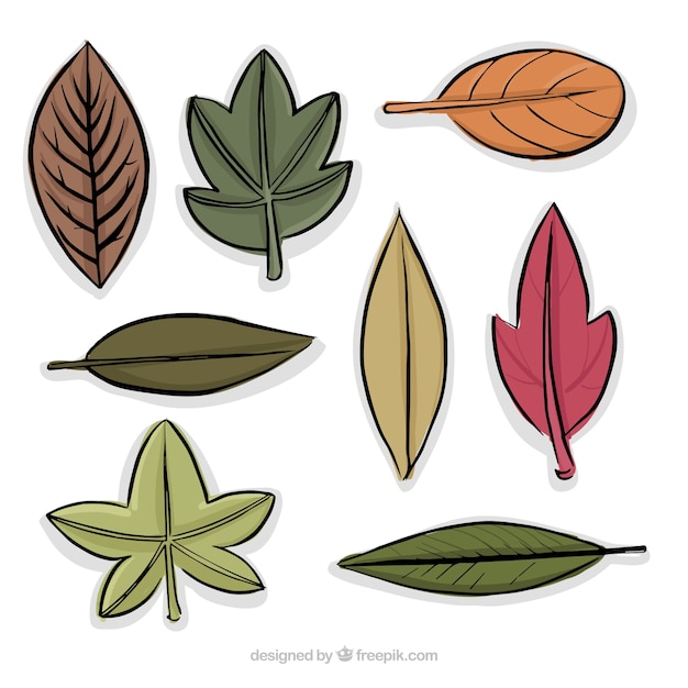 collection-of-different-types-of-leaves-vector-free-download