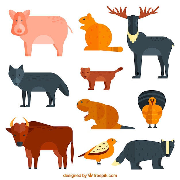 Collection of different wild animals