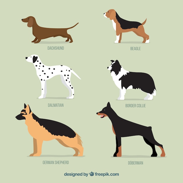 Collection of dog breeds